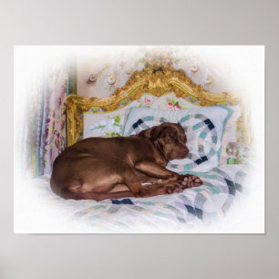 Labrador Retriever Dog, Sleeping Poster