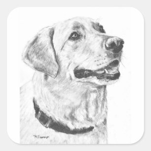 Labrador Retriever Drawing Square Sticker