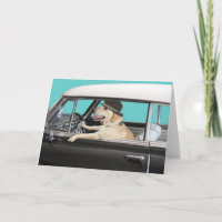 Labrador Retriever Driving Classic Car