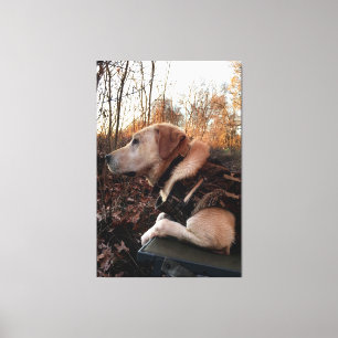 Labrador Retriever Duck Missile on the Launch Pad Canvas Print