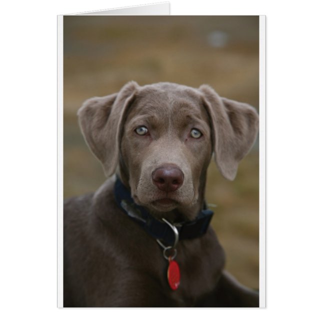 Labrador Retriever In Rare Light Silver (Front)