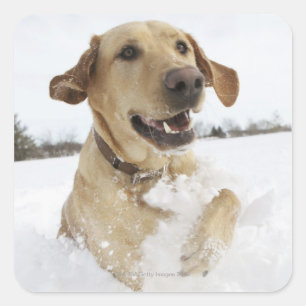 Labrador retriever jumping through deep snow square sticker