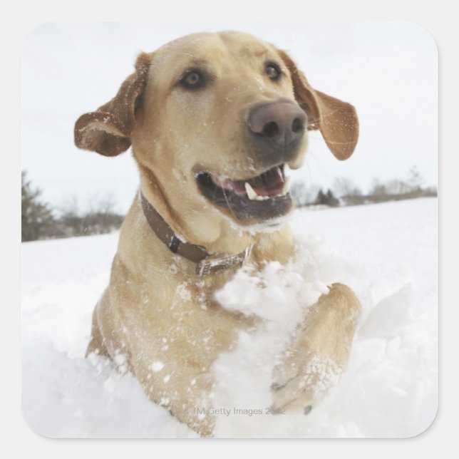 Labrador retriever jumping through deep snow square sticker (Front)