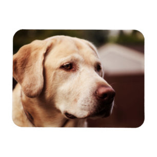Labrador Retriever Magnet