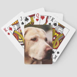 Labrador Retriever Playing Cards