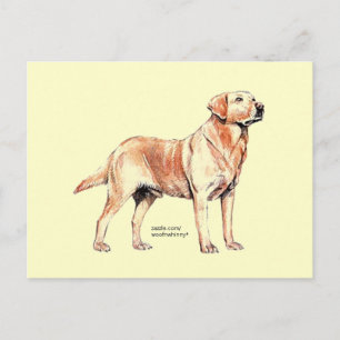 Labrador Retriever Postcard