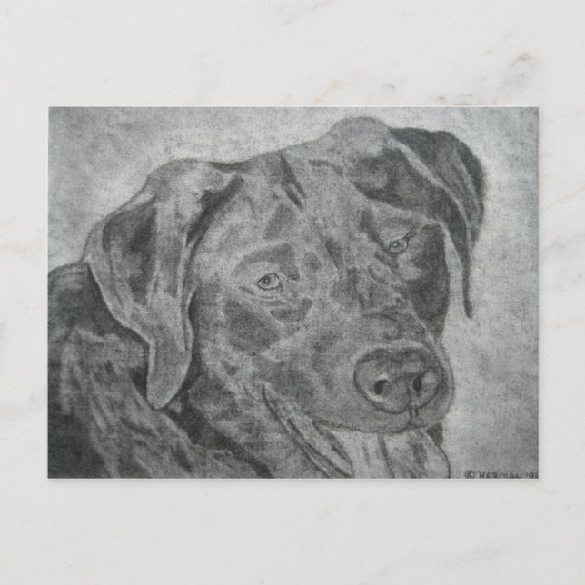 Labrador Retriever Postcard (Front)