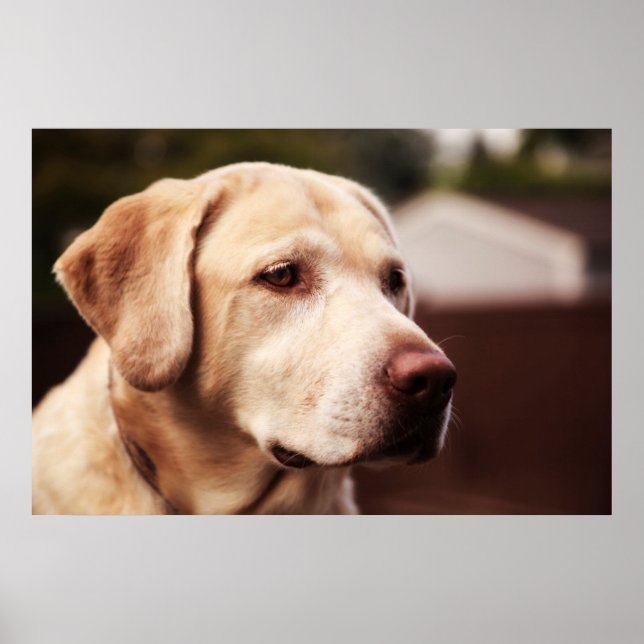 Labrador Retriever Poster (Front)