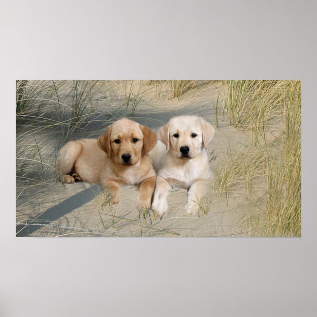 Labrador Retriever Poster Pups On Beach (Front)