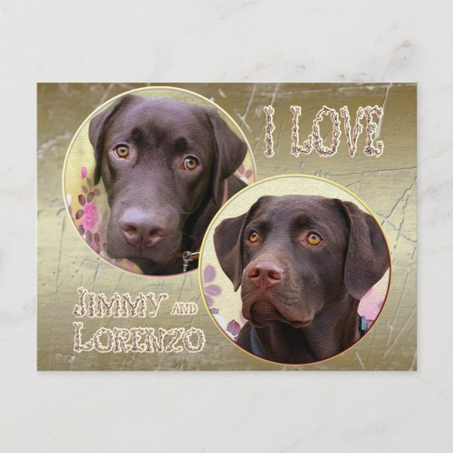 Labrador Retriever Postkarte Postcard (Front)