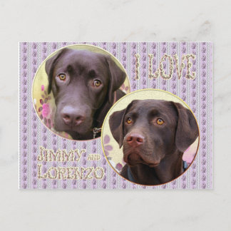 Labrador Retriever Postkarte Postcard