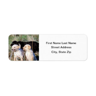 Labrador Retriever Puppies Return Address Label