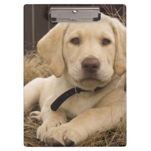 Labrador Retriever puppy Clipboard
