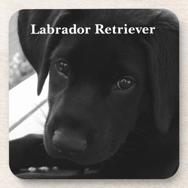 Labrador Retriever Puppy Coaster (Front)