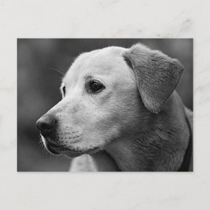 Labrador Retriever Puppy Dog Post Card