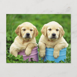 Labrador Retriever Puppy Dog Postcard