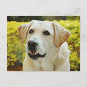 Labrador Retriever Puppy Dog Postcard