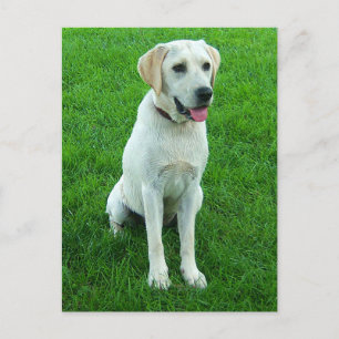 Labrador Retriever Puppy Dog Postcard
