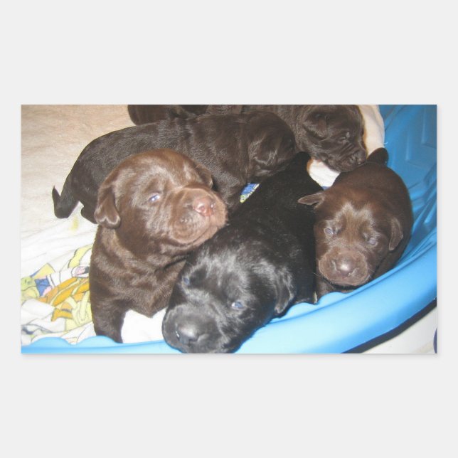 Labrador Retriever Puppy Group Rectangular Sticker (Front)