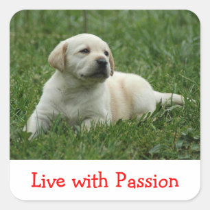 Labrador Retriever Puppy Live With Passion Sticker