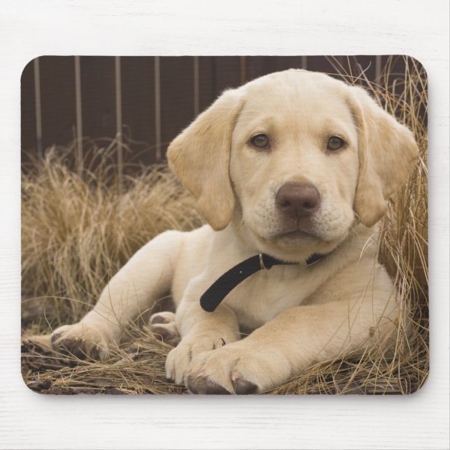 Labrador Retriever puppy Mouse Pad (Front)