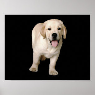 Labrador Retriever Puppy Print