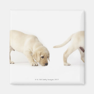 Labrador Retriever Puppy walking, montage Magnet