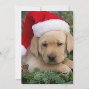 Labrador Retriever Puppy With Santa Hat Holiday Card