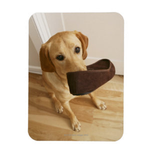 Labrador retriever puppy with slipper in his magnet