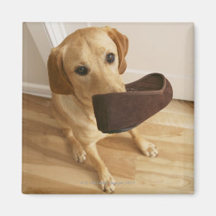Labrador retriever puppy with slipper in his magnet