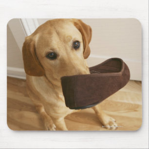 Labrador retriever puppy with slipper in his mouse pad