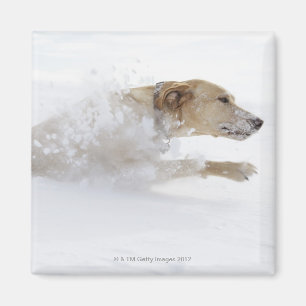 Labrador retriever running through deep snow magnet