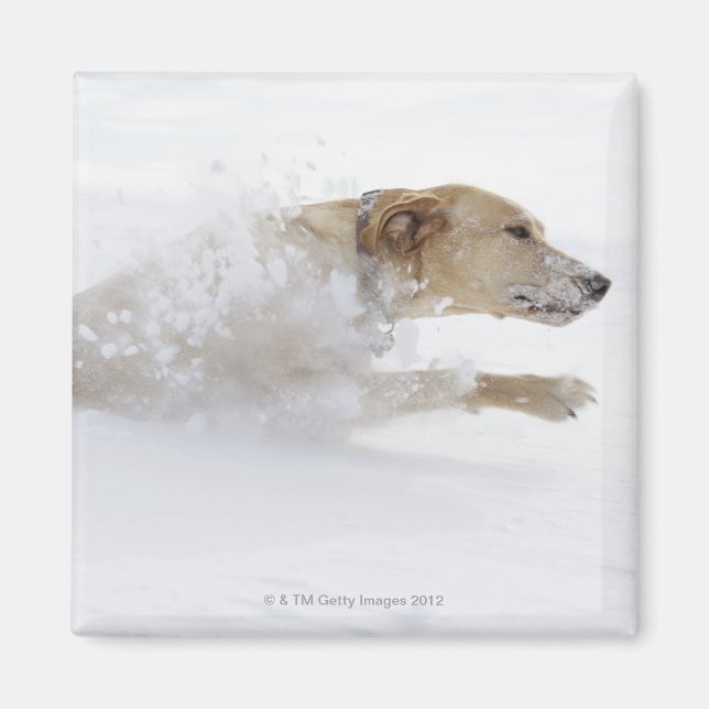 Labrador retriever running through deep snow magnet (Front)