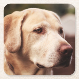 Labrador Retriever Square Paper Coaster