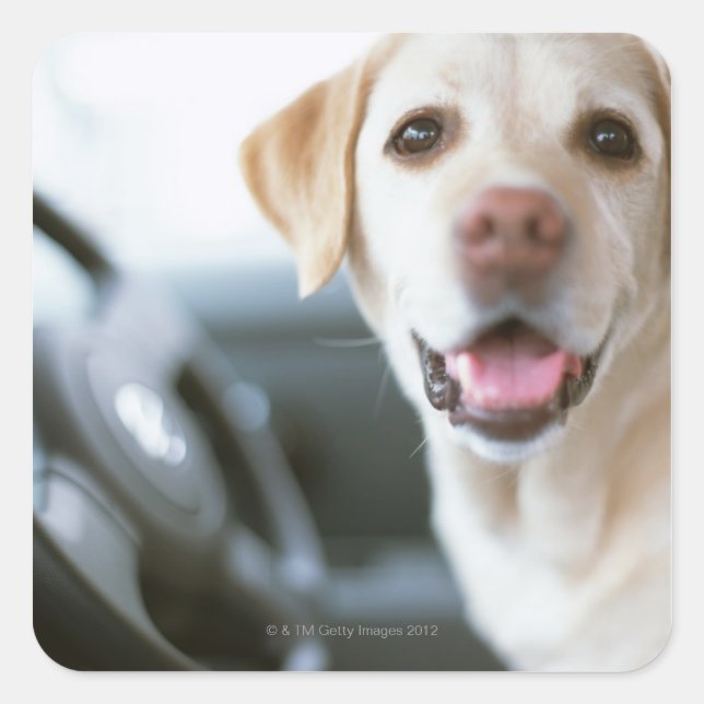 Labrador Retriever Square Sticker (Front)