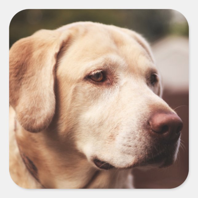 Labrador Retriever Square Sticker (Front)