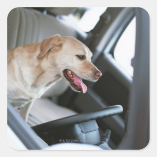 Labrador retriever square sticker