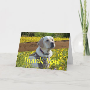Labrador Retriever Thank You Card At The Fence