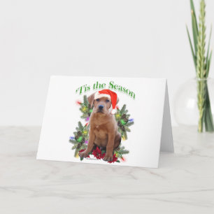 Labrador Retriever ‘Tis Holiday Card