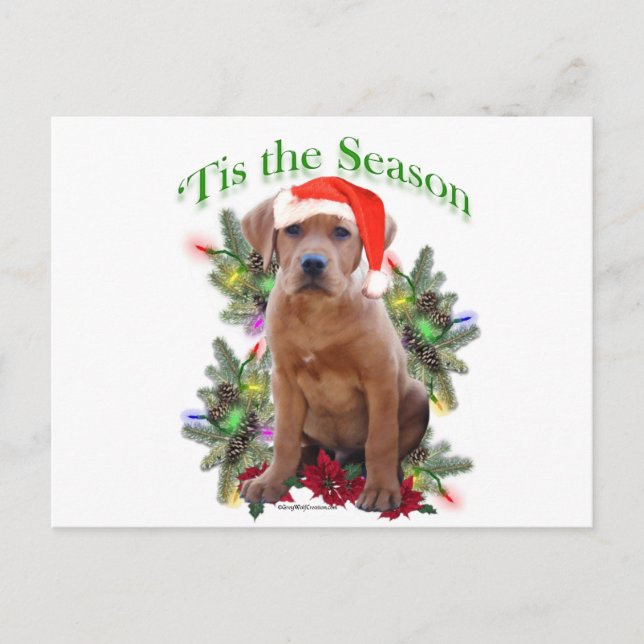 Labrador Retriever ‘Tis Postcard (Front)