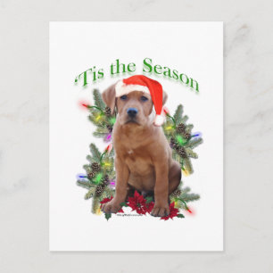 Labrador Retriever ‘Tis Postcard