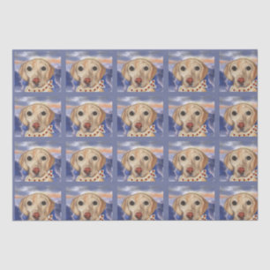 Labrador Retriever    Tissue Paper