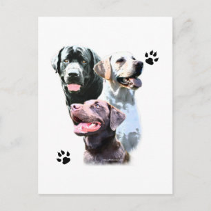 Labrador Retriever Trio Postcard
