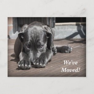 Labrador Retriever We've Moved New Address Announcement Postcard