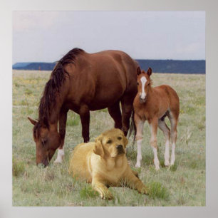 Labrador Retriever With Horses Poster