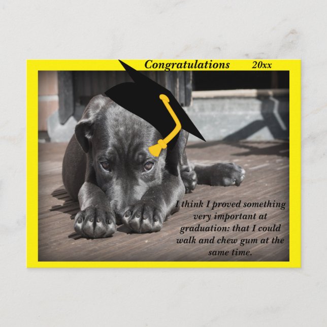 Labrador Retriever  yellow Congratulation hats Postcard (Front)