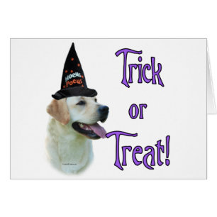 Labrador Retriever (yellow) Trick