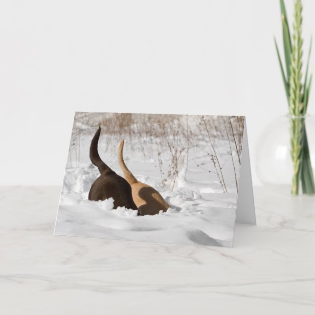 Labrador Retrievers Digging In Snow Greeting Card (Front)
