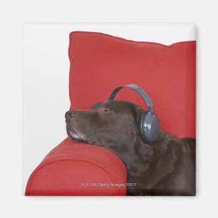 Labrador wearing headphones lying on sofa magnet