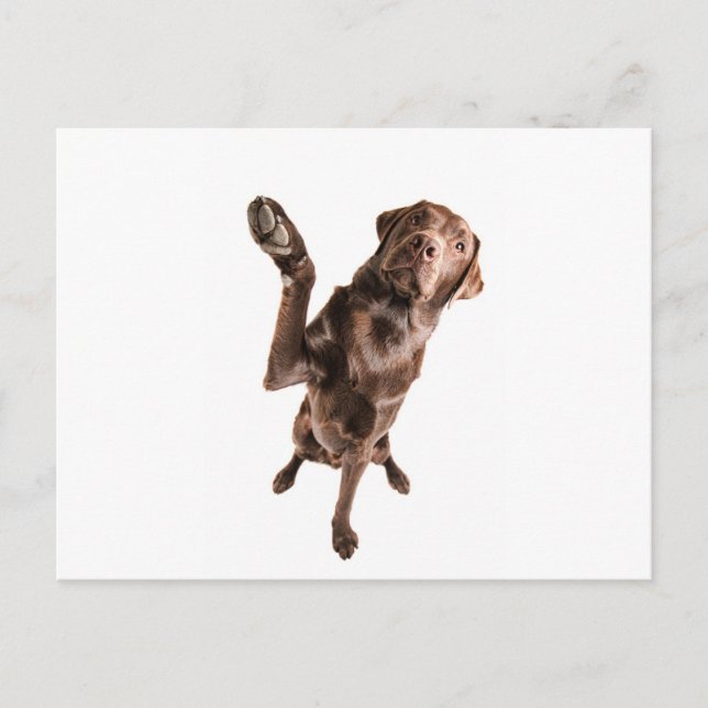 Labrador with a Big High Five Postcard (Front)